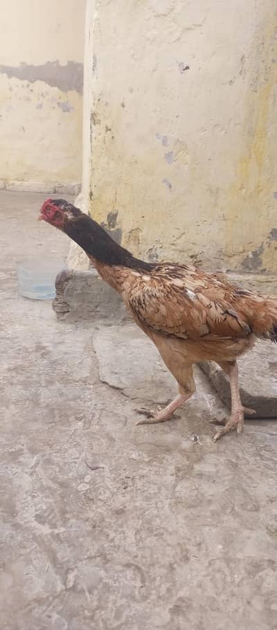 Desi Murgiyan for sale