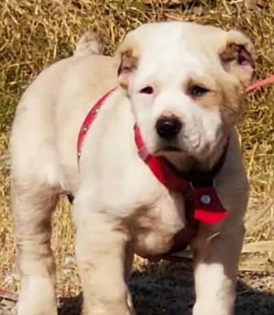 Alabai female / king Alabai security dog for sale