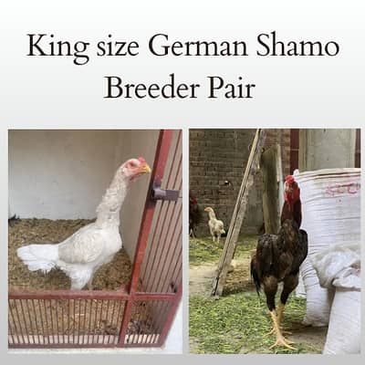 Aseel shamo | o shamo | king size shamo | german shamo | shamo pair