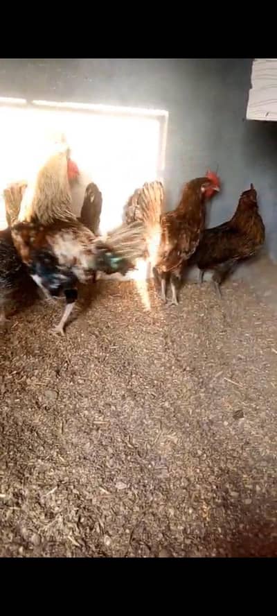 Healthy active golden misri hens for sale My WhatsApp Number 033792230