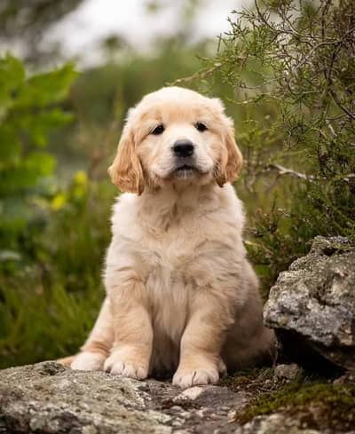 Golden Retriever Puppies | Dog Puppy for sale