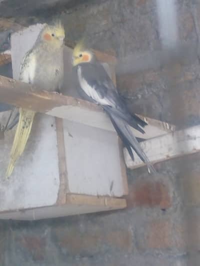 Cockatiel pair for sale