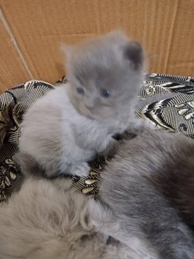 kitten and adults, selling both of them