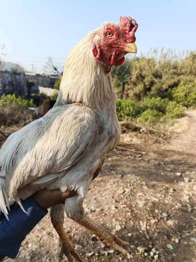 Aseel murgha for sale