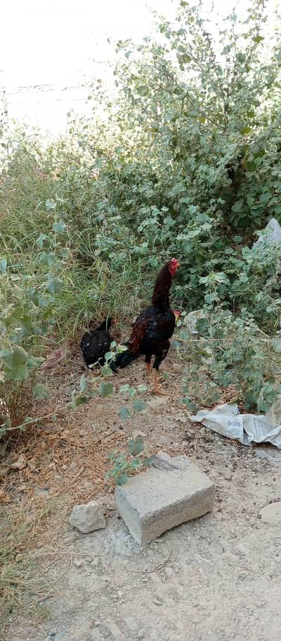 Aseel lakha 1 years old murghi aseel mushki