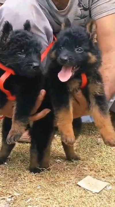 German shepherd puppies  my WhatsApp number 03245285207