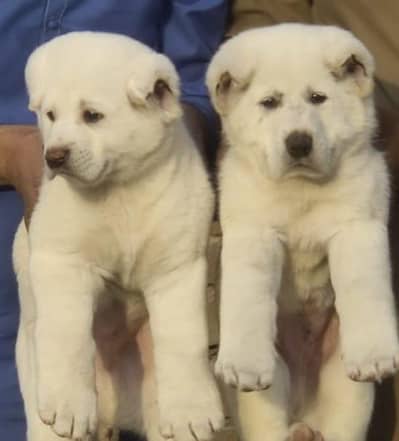 Alabai dog  / Afghan Kuchi /kurdish kangal / bakharwal security dog