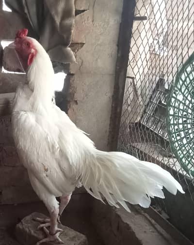Pure White Heera Aseel Male For Sale