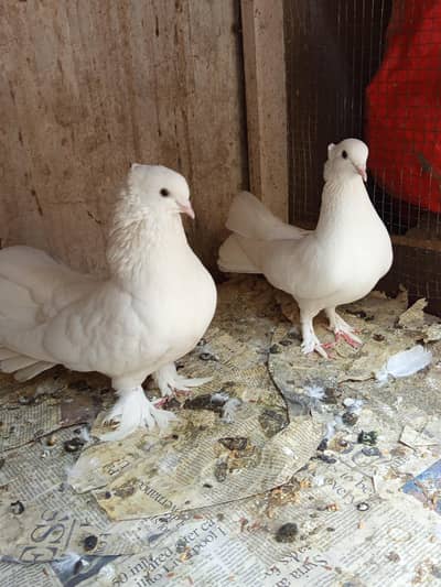 laka pigeons