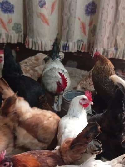 Dasi murgi for sale sale sale. cnt num 03049913039