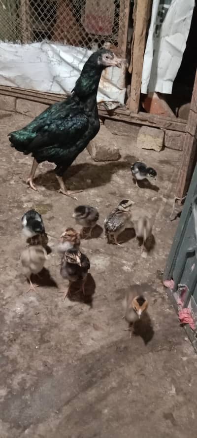 Aseel Hhens góod quality for sale