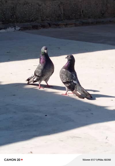 pure neely pigeons  confrm breeder