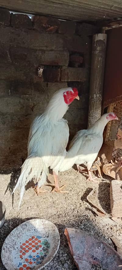 White Aseel Pair For Sale