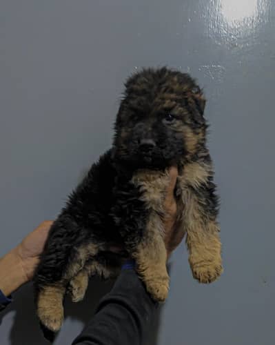 German shepherd long coat male puppy