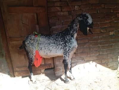 Big size makhi cheeni goat with one female kid