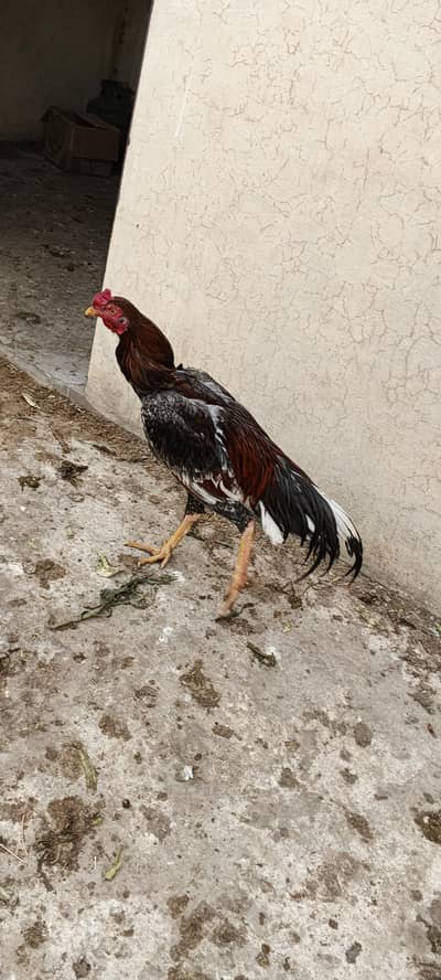 Aseel Murgha Red Black