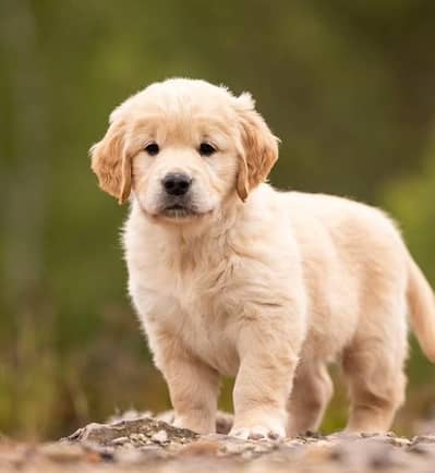 Golden Retriever Puppies | Dog Puppy for sale
