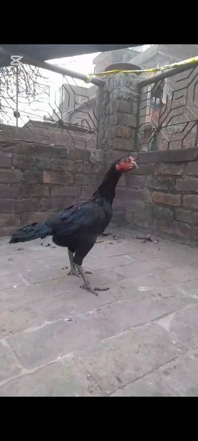 urgently sale 03019076291 only whatsapp