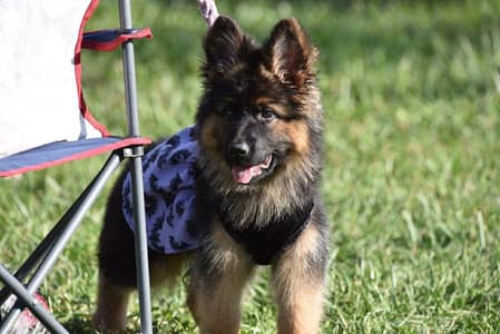 German shepherd | gsd | Puppy | Shepherd Dog | Puppies | Long Coat
