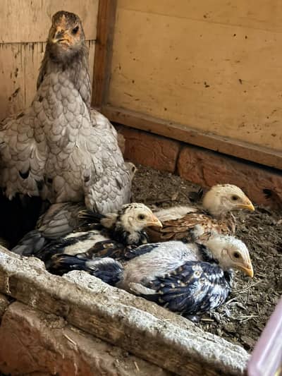 Aseel | king size shamo |german shamo |thai |Vietnam aseel|heera aseel