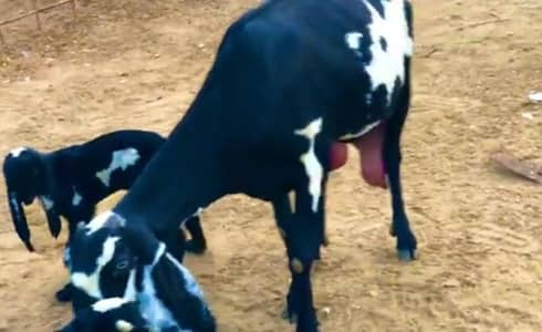 Desi Bakri Our 2 Bacchon Ka Sath Urgent For Sale/ 03274970754)