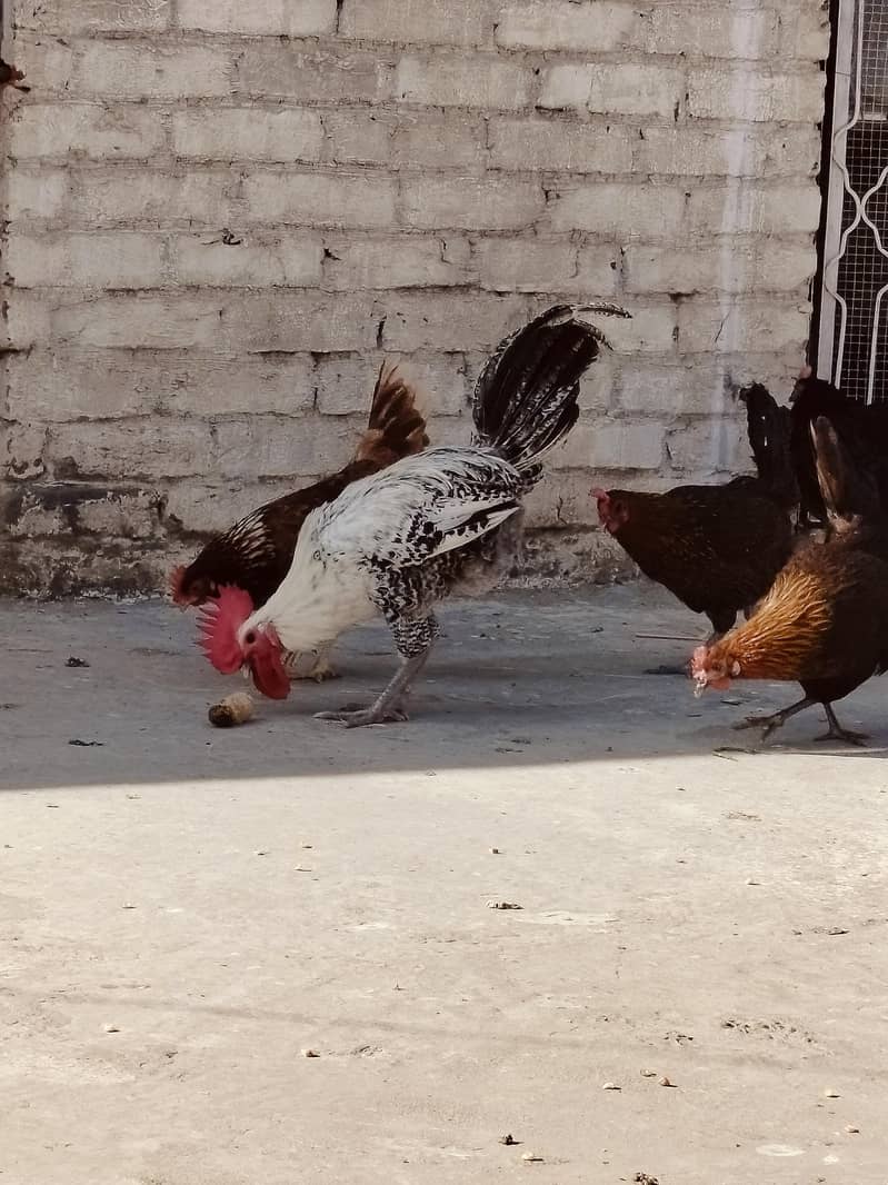 گھر کی پالی ہوئی مرغیاں 4