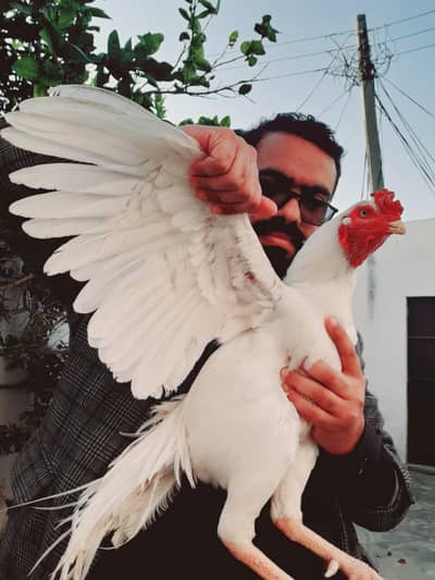 paper white Heera aseel patha