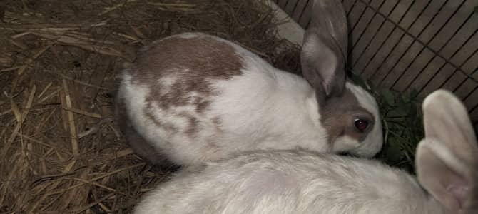 parrot cage and accessories and rabits