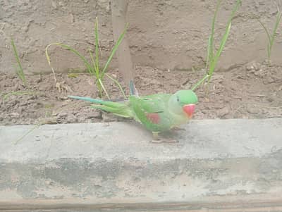 green raw parrot