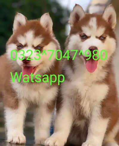 Siberian husky puppy