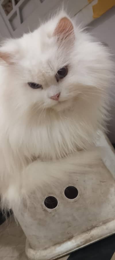 Long Hair Persian Female Cat for sale