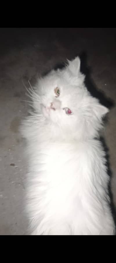 Persian cat