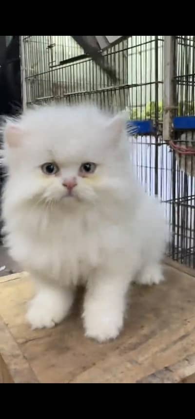 Quality Persian Punch face cat & kitten is03062848895Whatsapp