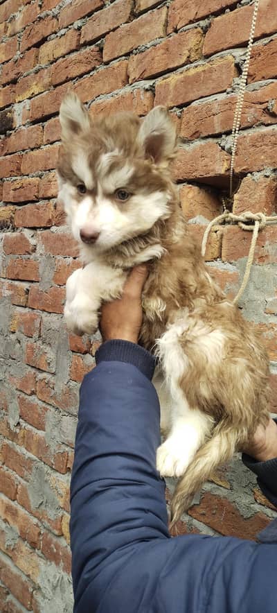 Siberian husky Female puppy