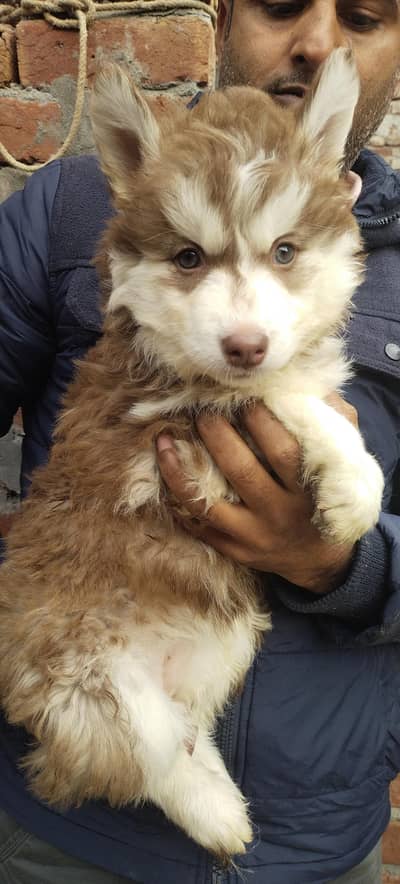 Siberian husky Female puppy