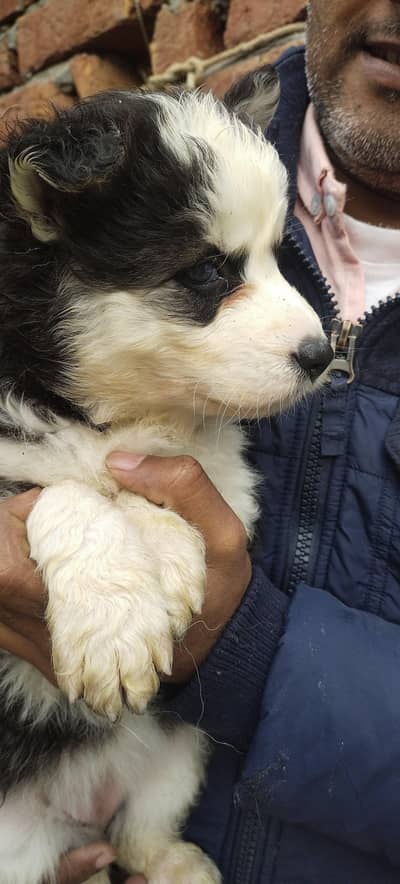 Siberian husky Female puppy