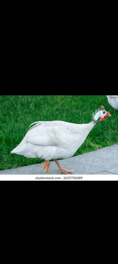 guineafowl breeder pair