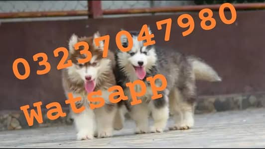 Siberian husky puppy