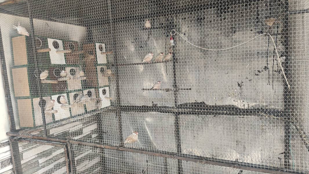 fawan Java bredar colony 0