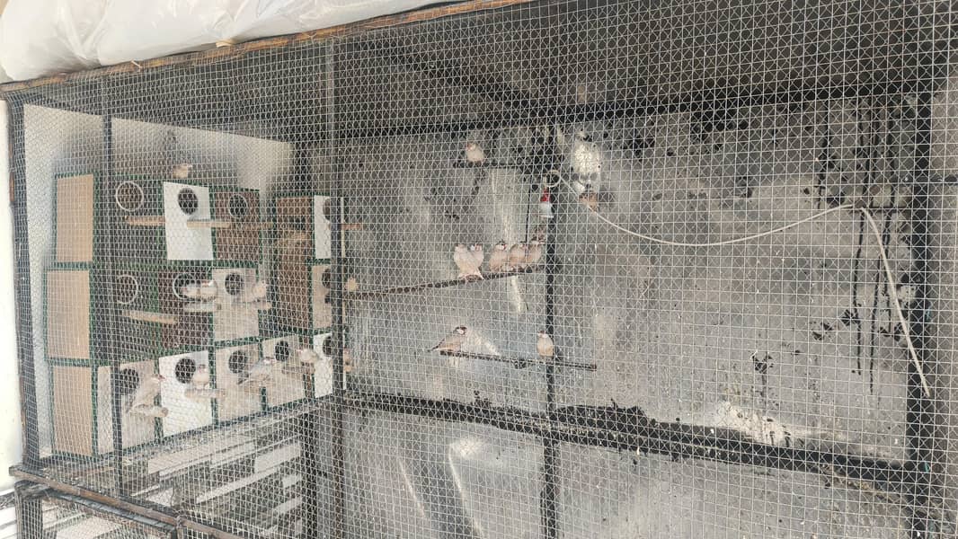 fawan Java bredar colony 1