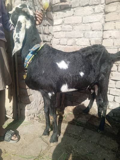 pregnant Goat bakri for sale