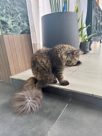 10 month old Siberian long hair cat available for adoption.