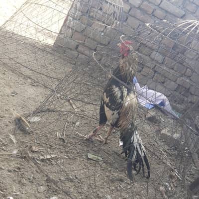 Aseel Jora for Sale.