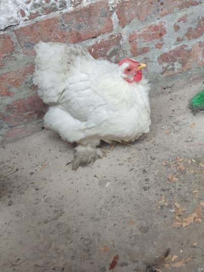 Cochin Hen male and female