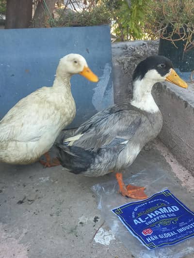 Beautiful ducks for sale -white and mixed color