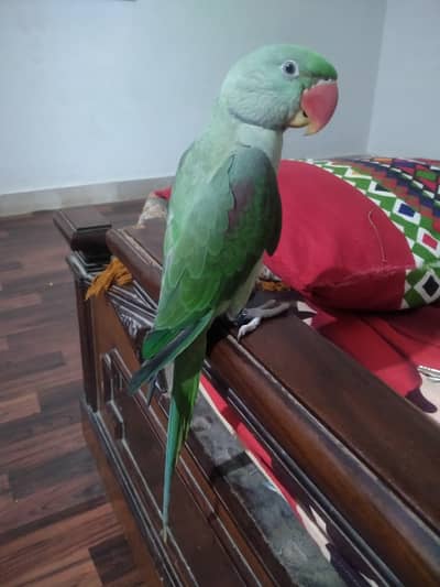 Pahari parrot