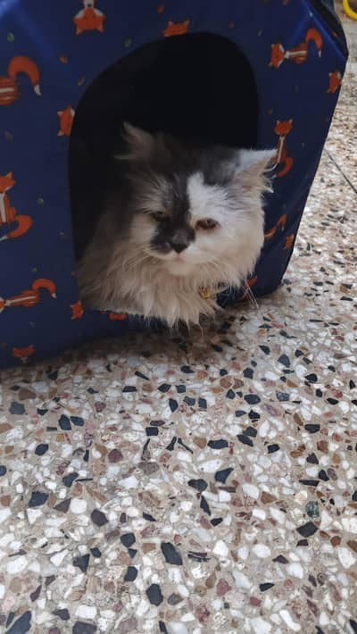 Persian Female cat