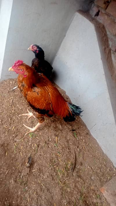 aseel Desi pair or single b mill jye ga