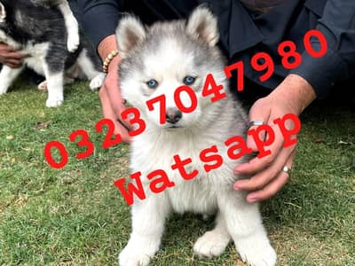 Siberian husky puppies