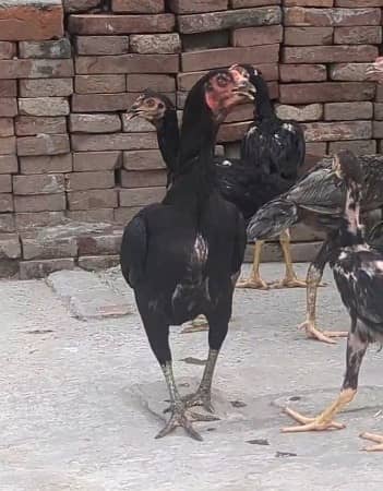 Golden misr | aseel | fancy murgha | eggs laying hens | eggs |thai